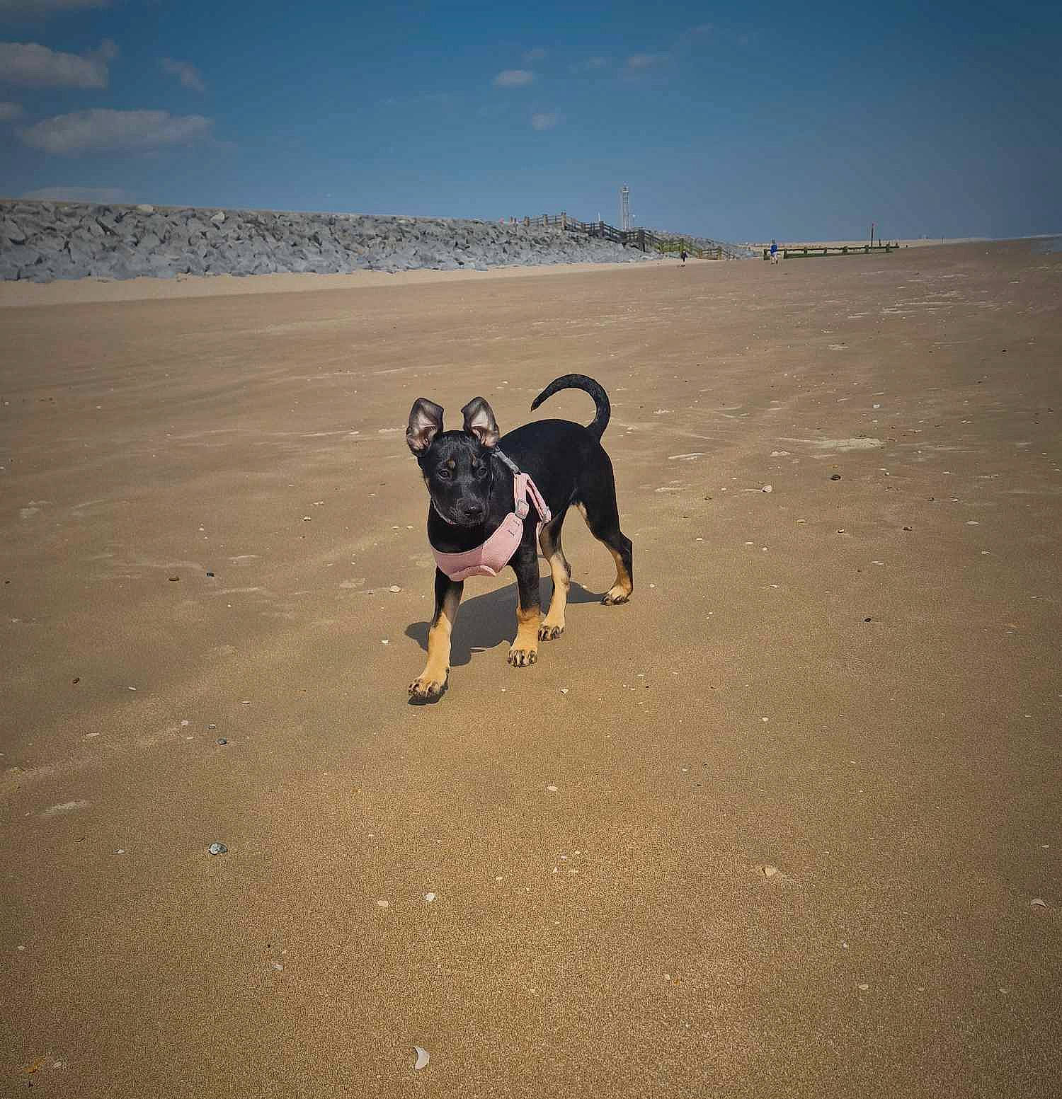 Abbie is registered to the contest to win money with this photo: aeolian_landform, beach, canidae, carnivore, cloud, dog, dog_breed, fawn, horizon, landscape, leash, ocean, sand, shadow, singing_sand, sky, soil, sporting_group, tail, working_animal