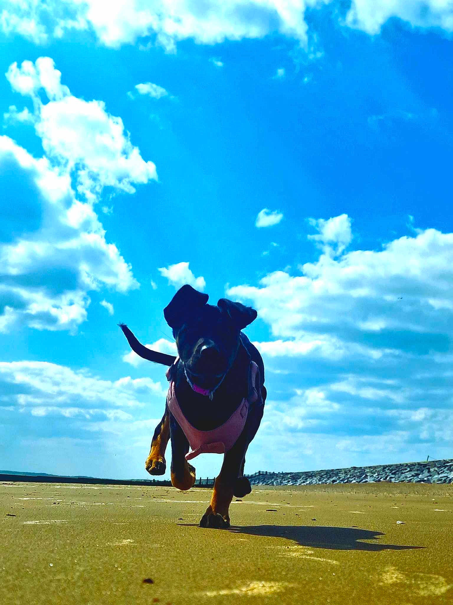 Abbie joined the competition — help win amazing prizes! azure, cloud, cumulus, dog_breed, electric_blue, flash_photography, fun, grassland, happy, horizon, landscape, leisure, meteorological_phenomenon, people_in_nature, recreation, shadow, sky, travel, tree, working_animal