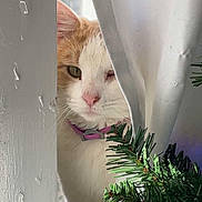 Houdini is registered to the contest to win money with this photo: cat, christmas_tree, closeup, collar, curtain, eye, feline, indoor, nose, orange_fur, ornament, peeking, pet, pink_collar, sill, sunlight, whiskers, white_fur, window, wink