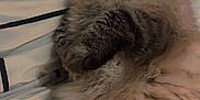 Miley joined the competition — help win amazing prizes! cat, fluffy, pet, animal, relaxed, bed, blanket, fur, domestic, cute, whiskers, tabby, striped, resting, indoor, mammal, sleepy, cozy, closeup, portrait