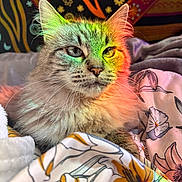 Miley joined the competition — help win amazing prizes! cat, fluffy, bed, blanket, floral_pattern, rainbow_light, tapestry, cozy, indoor, pet, feline, whiskers, ears, close_up, portrait, relaxed, soft_light, decor, animal, cute