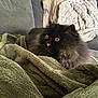 Lecter is registered to the contest to win money with this photo: black_cat, blanket, cat, comfort, couch, cozy, domestic_animal, fluffy, fur, furniture, gray_couch, green_blanket, home, indoor, orange_eyes, pet, relaxed, soft_texture, tongue_out, whiskers