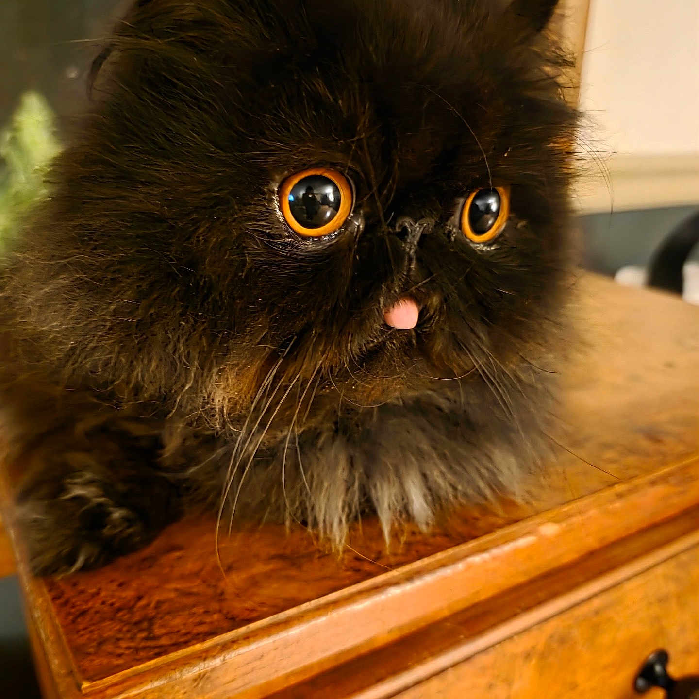 Lecter is registered to the contest to win money with this photo: animal, black_cat, cat, closeup, curious, cute, domestic_cat, face, feline, fluffy, fur, indoor, orange_eyes, pet, portrait, sitting, table, tongue_out, whiskers, wooden_furniture