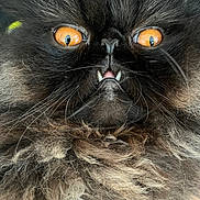 Lecter joined the competition — help win amazing prizes! adorable, animal, black_fur, cat, close_up, cute, expression, face, fangs, feline, fluffy, fur, indoor, intense_gaze, mammal, orange_eyes, pet, portrait, vampire, whiskers