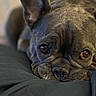 french_bulldog, dog, pet, close_up, face, wrinkles, ears, brown_eyes, resting, cushion, indoor, soft_light, portrait, animal, cute, companion, lying_down, focused, detail, fur