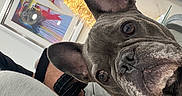 Sophie joined the competition — help win amazing prizes! dog, french_bulldog, pet, indoor, portrait, curious, ears, face, closeup, collar, leash, modern_art, wall_art, couch, furniture, home, animal, companion, cute, canine