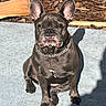 Sophie is registered to the contest to win money with this photo: dog, french_bulldog, sitting, collar, chain, outdoor, concrete, shadow, ears, pet, animal, sunlight, brown, fur, closeup, expression, face, paw, background, woodchips