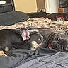 Sophie is registered to the contest to win money with this photo: dog, french_bulldog, bed, blanket, indoor, pet, animal, cute, cozy, resting, sleeping, black_dog, gray_dog, ears, face, fur, paw, comfort, home, relaxation