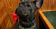 Sophie joined the competition — help win amazing prizes! animal, bench, black_dog, canine, close_up, companion, curious, cute, dog, domestic_animal, ears_up, french_bulldog, harness, indoor, leash, pet, portrait, seated, waiting, wood_paneling