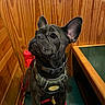 Sophie joined the competition — help win amazing prizes! dog, french_bulldog, black_dog, pet, leash, harness, bench, wood_paneling, indoor, seated, curious, ears_up, waiting, animal, companion, cute, portrait, close_up, domestic_animal, canine