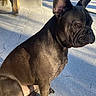 Sophie joined the competition — help win amazing prizes! dog, french_bulldog, pet, animal, outdoor, sunlight, shadow, concrete, bench, ears, face, fur, sitting, brown, closeup, daylight, nature, portrait, canine, expression