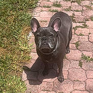 Sophie joined the competition — help win amazing prizes! dog, french_bulldog, pet, outdoor, grass, pavement, sunlight, collar, animal, canine, walking_path, curious, standing, shadow, nature, daylight, ears, face, looking_up, domestic_animal