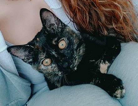 Shadow a rejoint le concours — aidez-le/la à gagner de superbes lots ! black_cat, carnivore, cat, comfort, domestic_short_haired_cat, ear, eyelash, felidae, fur, gesture, human_body, jaw, mammal, nose, paw, small_to_medium_sized_cats, snout, terrestrial_animal, vertebrate, whiskers