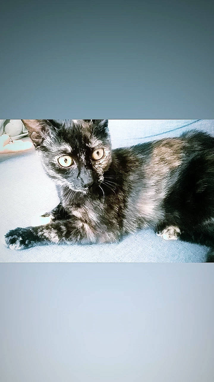 Shadow participe au concours pour gagner de l'argent avec cette photo : art, black_cat, carnivore, cat, claw, domestic_short_haired_cat, felidae, fur, paw, rectangle, small_to_medium_sized_cats, snout, tail, terrestrial_animal, whiskers, wildlife