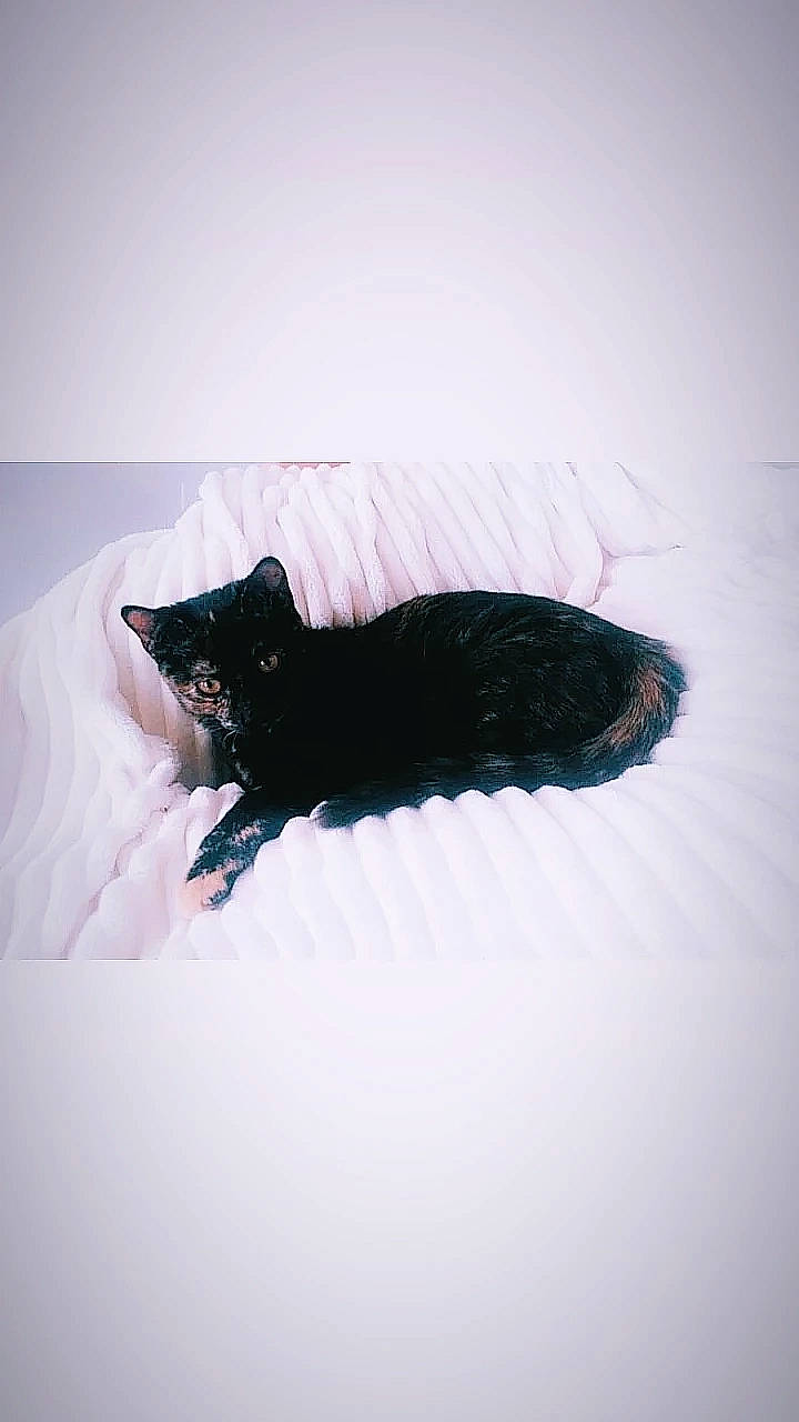 Shadow a rejoint le concours — aidez-le/la à gagner de superbes lots ! art, black_cat, canidae, carnivore, cat, feather, felidae, fur, grey, linens, magenta, shadow, sleeve, small_to_medium_sized_cats, tail, tints_and_shades, visual_arts, whiskers, window, wing