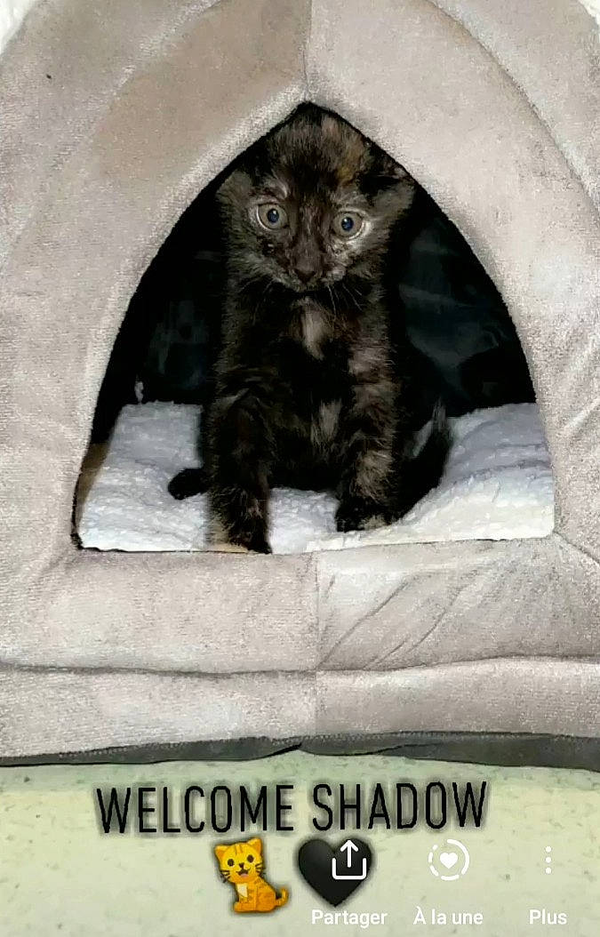 Shadow participe au concours pour gagner de l'argent avec cette photo : arch, automotive_tire, black_cat, carnivore, cat, cat_supply, claw, domestic_short_haired_cat, felidae, font, fur, grey, paw, pet_supply, photo_caption, small_to_medium_sized_cats, tail, terrestrial_animal, whiskers, wildlife