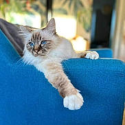 Sisko a rejoint le concours — aidez-le/la à gagner de superbes lots ! animal, blue_chair, blue_eyes, cat, chair, cozy, cute, domestic, fluffy, fur, furniture, home, indoor, mammal, paw, pet, portrait, relaxed, stretching, whiskers