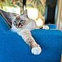 animal, blue_chair, blue_eyes, cat, chair, cozy, cute, domestic, fluffy, fur, furniture, home, indoor, mammal, paw, pet, portrait, relaxed, stretching, whiskers
