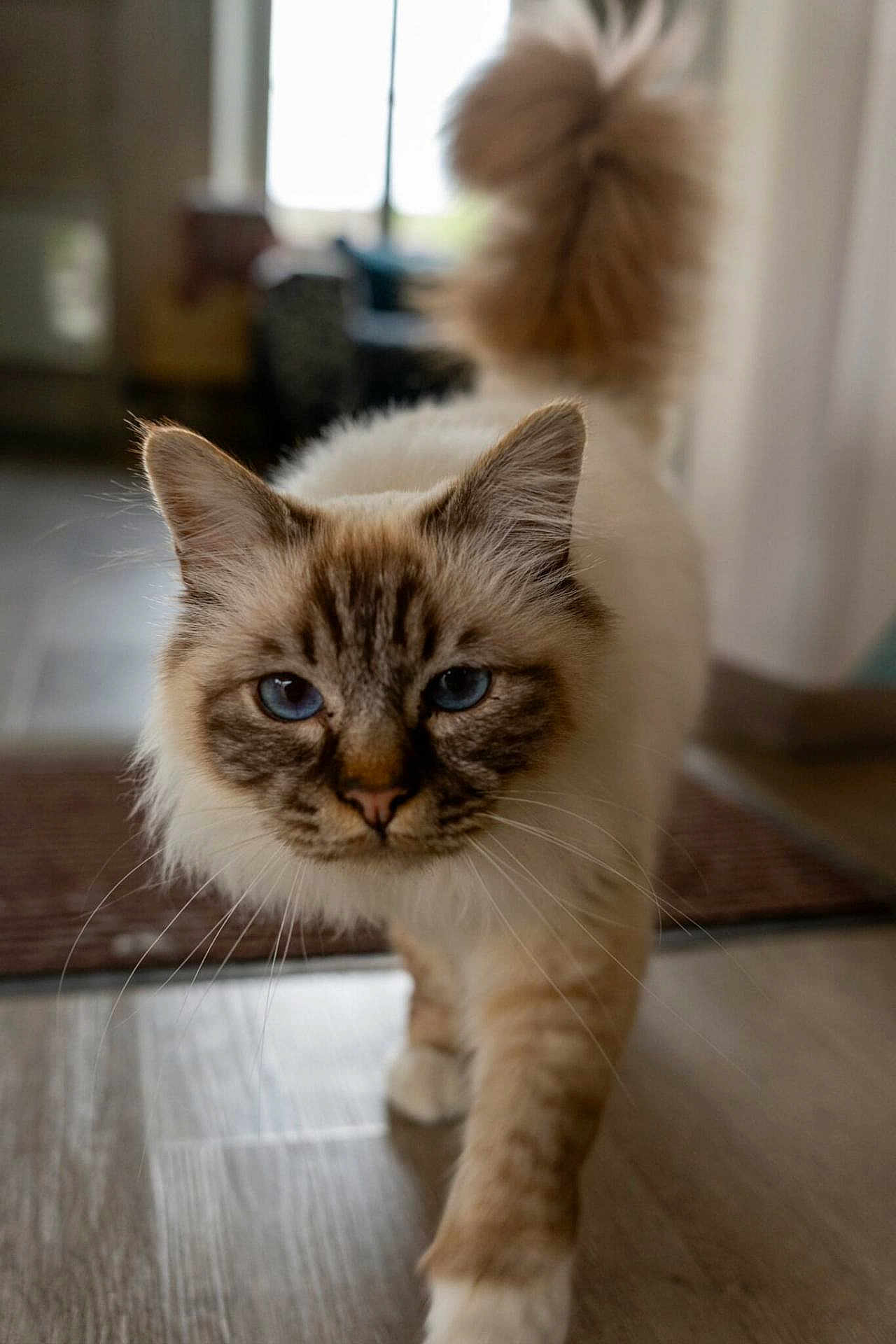 Sisko a rejoint le concours — aidez-le/la à gagner de superbes lots ! cat, blue_eyes, fluffy, long_hair, indoor, walking, tail_up, focused, close_up, pet, animal, curious, soft_light, floor, home, feline, whiskers, portrait, domestic_cat, tabby