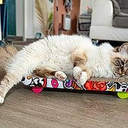Sisko a rejoint le concours — aidez-le/la à gagner de superbes lots ! cat, fluffy, blue_eyes, lounging, skateboard, scratcher, indoor, floor, furniture, home, relaxed, paw, tail, colorful, decor, cozy, pet, animal, cute, resting