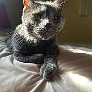 Hazel Grace is registered to the contest to win money with this photo: animal, bed, blanket, calm, cat, closeup, cozy, ears, feline, fur, gray_cat, indoor, pet, portrait, relaxing, resting, shadow, soft, sunlight, whiskers