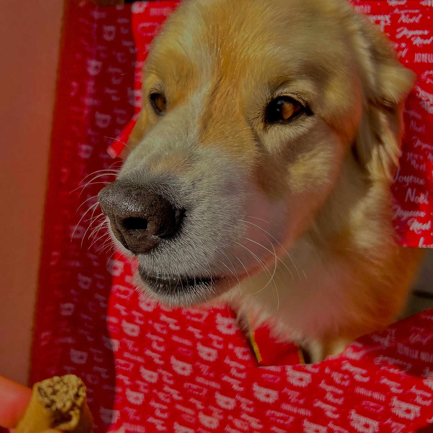 Noustick participe au concours pour gagner de l'argent avec cette photo : animal, brown_eyes, closeup, curious, cute, dog, face, fur, golden_retriever, hand, holiday_theme, indoor, nose, pet, red_wrapping_paper, snout, treat, waiting, whiskers, window