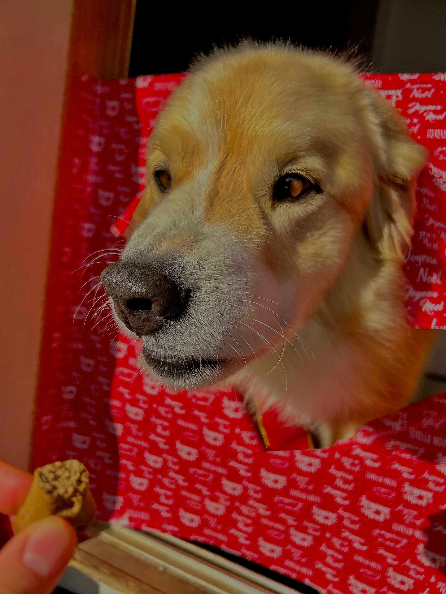 Noustick participe au concours pour gagner de l'argent avec cette photo : dog, golden_retriever, face, nose, whiskers, treat, hand, red_wrapping_paper, holiday_theme, curious, pet, closeup, indoor, window, fur, brown_eyes, snout, animal, cute, waiting
