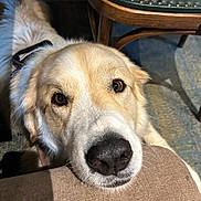Noustick participe au concours pour gagner de l'argent avec cette photo : dog, golden_retriever, close_up, indoor, snout, cushion, chair, green_leather, wooden_chair, pet, animal, fur, brown_eyes, resting, looking_up, nose, whiskers, companion, cute, domestic