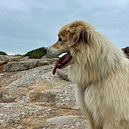 Noustick a rejoint le concours — aidez-le/la à gagner de superbes lots ! alert, animal, canine, cloudy_sky, daytime, dog, fluffy, fur, golden, landscape, mammal, nature, outdoor, panting, pets, rock, scenic, side_profile, tongue_out, wildlife