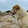 dog, fluffy, golden, panting, outdoor, rock, nature, cloudy_sky, animal, canine, side_profile, tongue_out, fur, pets, mammal, landscape, scenic, daytime, wildlife, alert