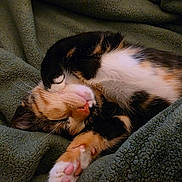 Charlee joined the competition — help win amazing prizes! adorable, animal, blanket, calico, cat, closeup, comfort, cozy, cute, feline, fur, indoor, kitten, paw, pet, relaxed, resting, sleeping, soft, whiskers