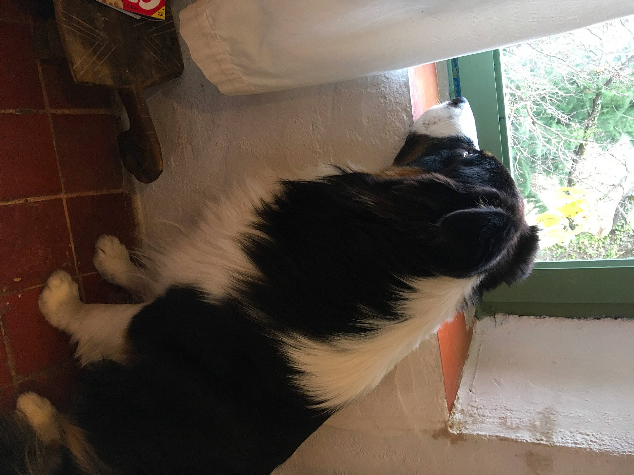 Newton a rejoint le concours — aidez-le/la à gagner de superbes lots ! carnivore, cat, cat_supply, claw, comfort, companion_dog, domestic_short_haired_cat, felidae, flooring, fur, human_leg, lap, paw, plant, small_to_medium_sized_cats, snout, tail, tree, whiskers, window