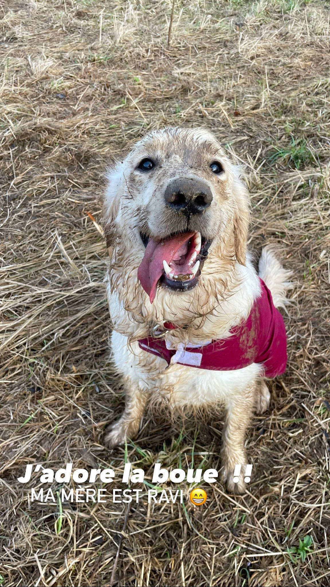 Sora participe au concours pour gagner de l'argent avec cette photo : canidae, carnivore, collar, companion_dog, dog, dog_breed, dog_collar, fang, fawn, fur, grass, hunting_dog, leash, photo_caption, soil, sporting_group, terrestrial_animal, terrier, whiskers, yawn