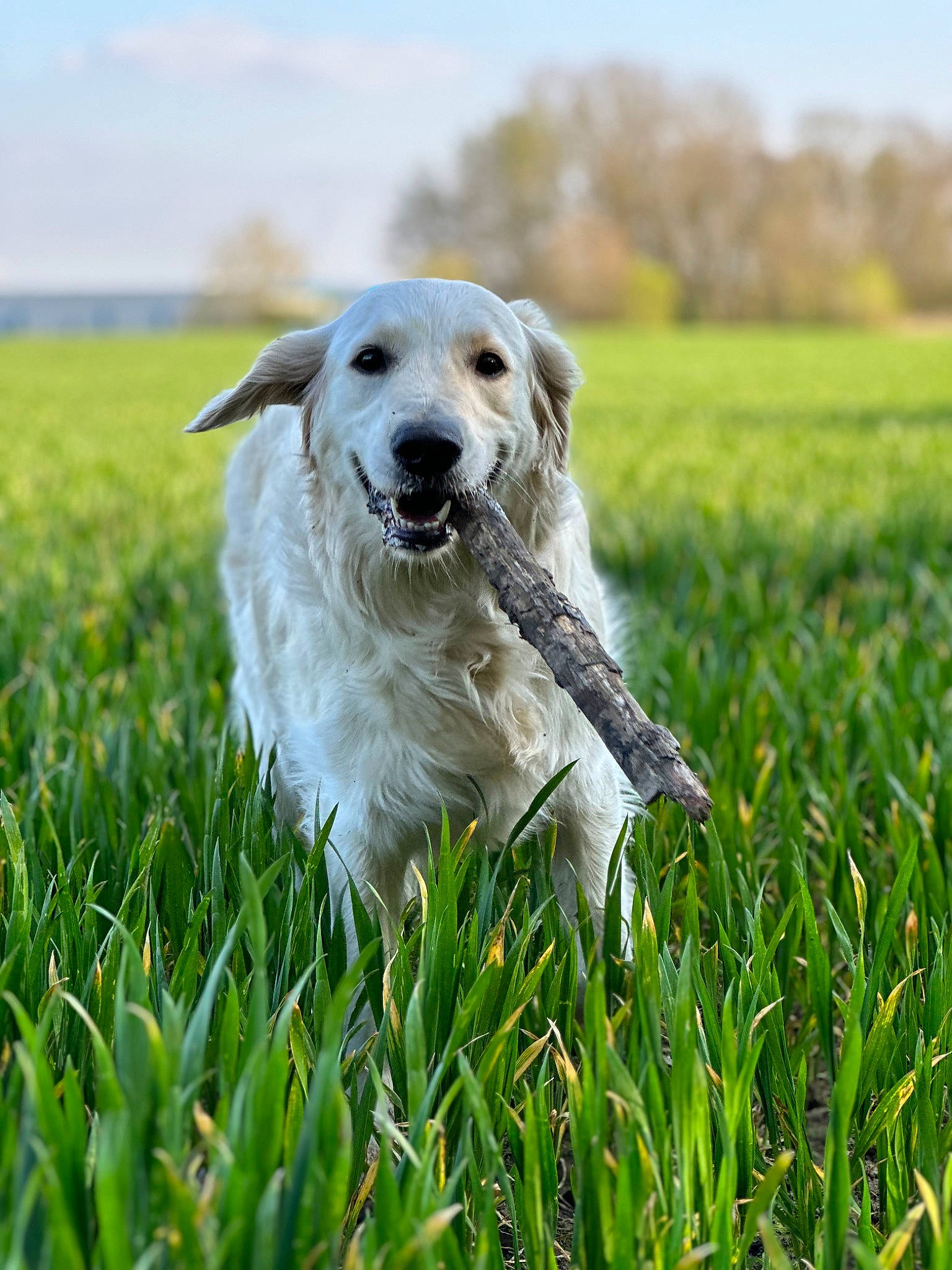 Sora participe au concours pour gagner de l'argent avec cette photo : canidae, carnivore, cloud, companion_dog, dog, dog_breed, field, grass, grass_family, grassland, gun_dog, happy, meadow, pasture, people_in_nature, plant, prairie, sky, sporting_group, working_dog