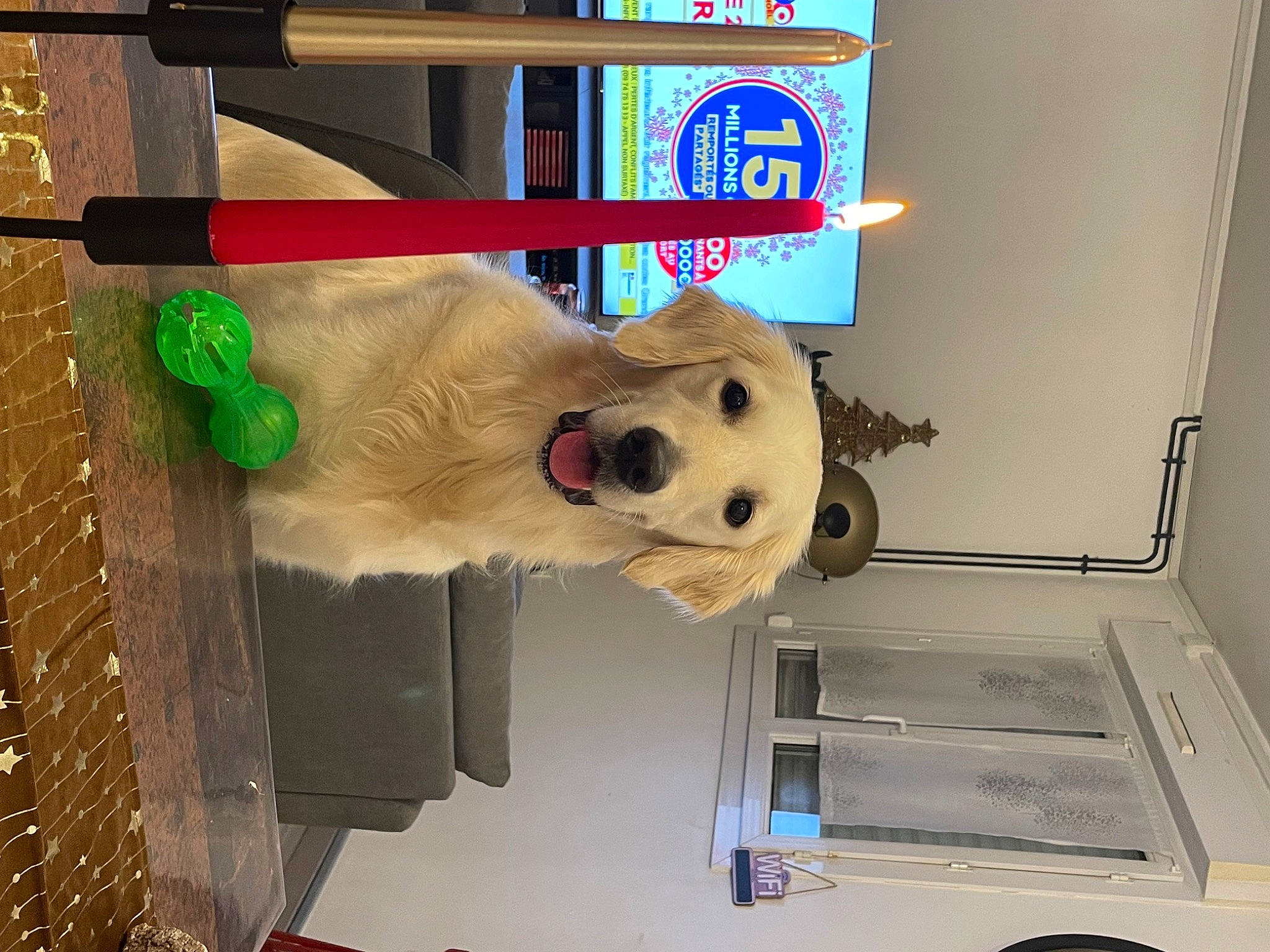 Sora a rejoint le concours — aidez-le/la à gagner de superbes lots ! bear, carnivore, companion_dog, dog, fur, machine, pet_supply, polar_bear, room, snout, stuffed_toy, toy