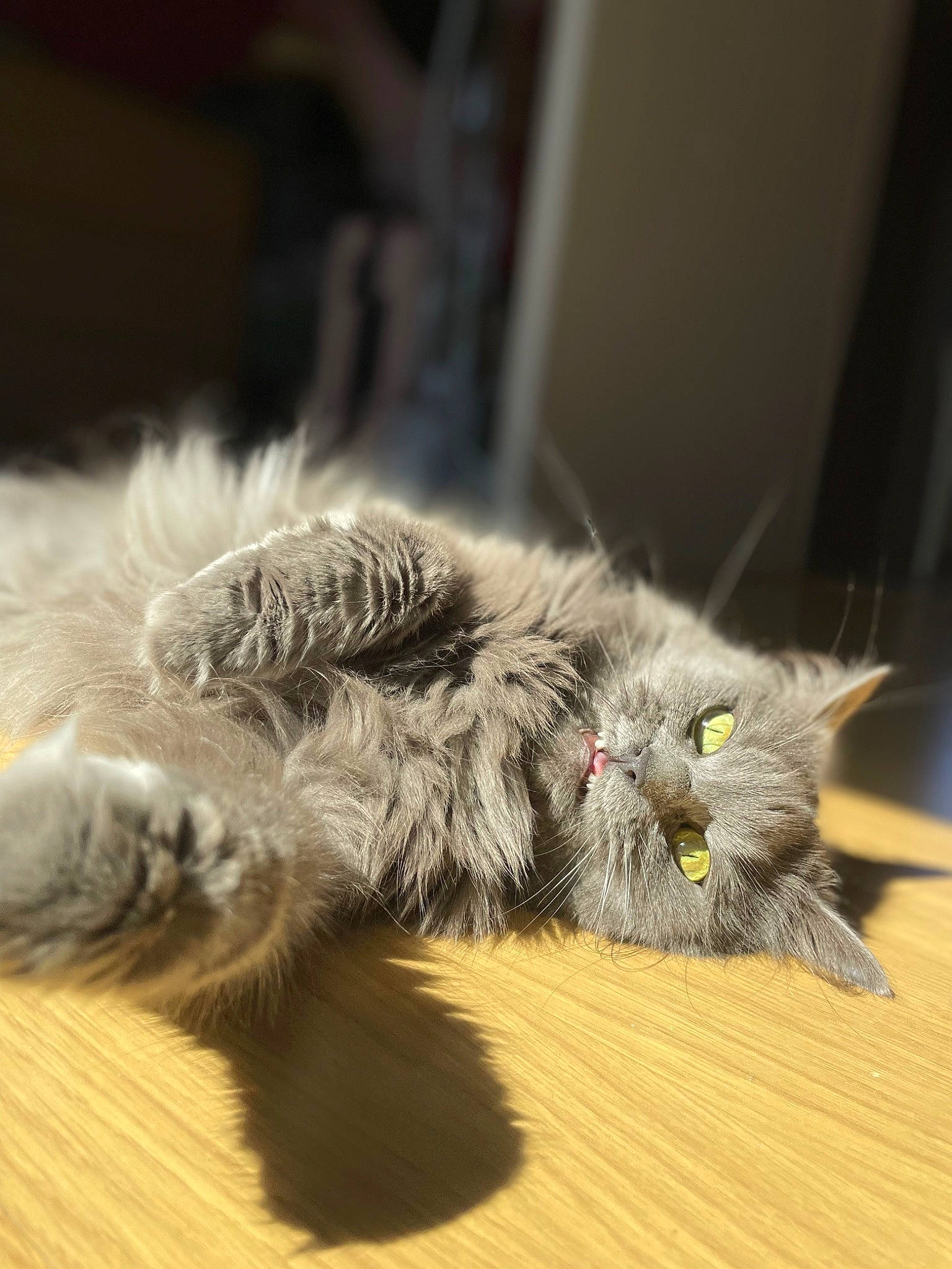 Olga participe au concours pour gagner de l'argent avec cette photo : carnivore, cat, cat_toy, chair, claw, comfort, domestic_short_haired_cat, felidae, flooring, foot, fur, hardwood, paw, small_to_medium_sized_cats, snout, tail, terrestrial_animal, whiskers, wood