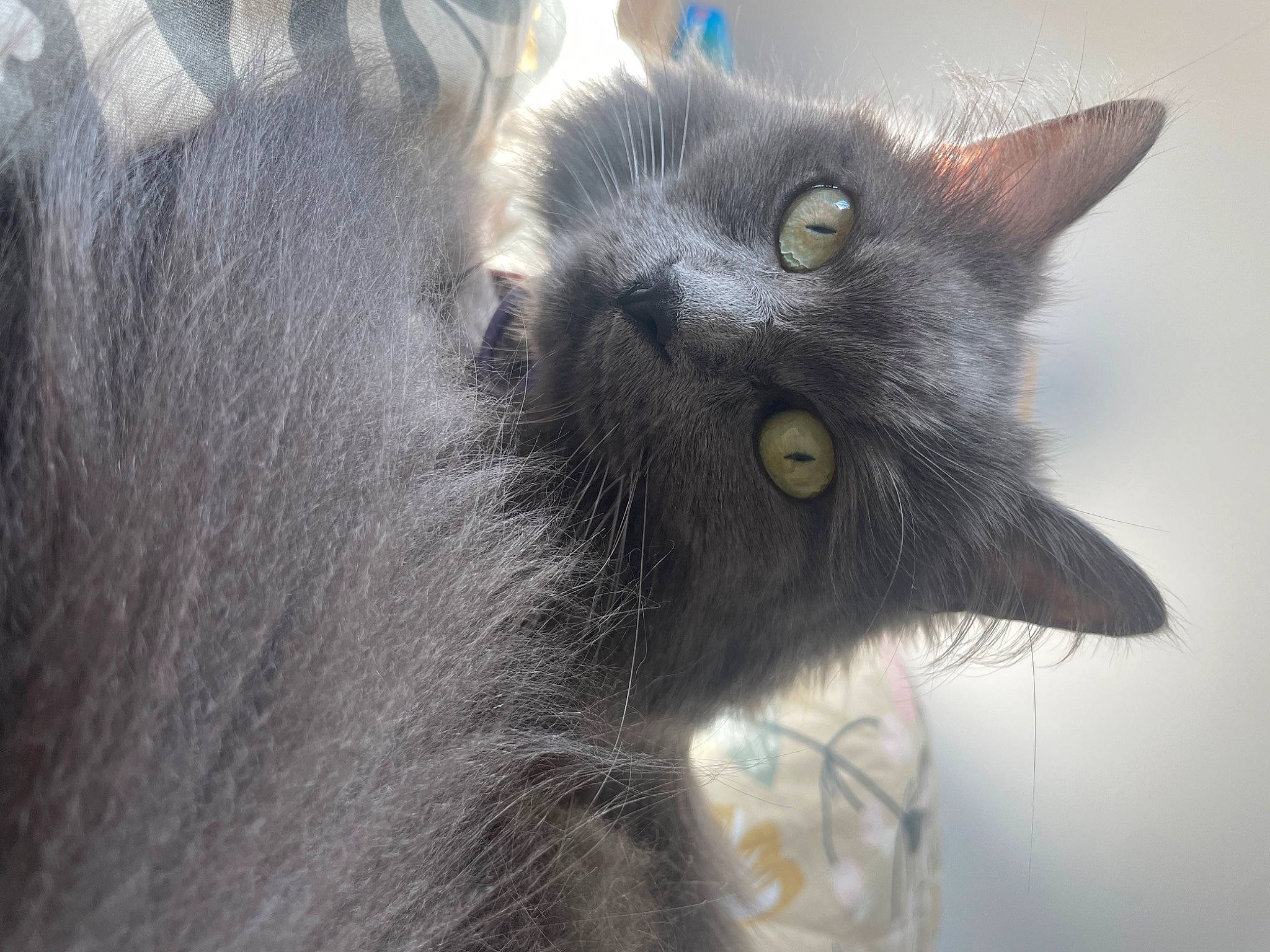 Olga participe au concours pour gagner de l'argent avec cette photo : black_cat, carnivore, cat, domestic_short_haired_cat, felidae, fur, grey, russian_blue, small_to_medium_sized_cats, snout, terrestrial_animal, whiskers