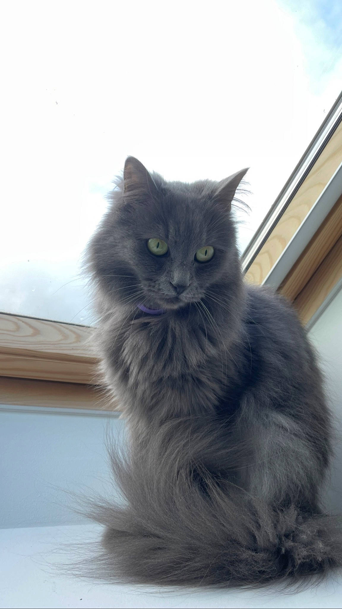 Olga a rejoint le concours — aidez-le/la à gagner de superbes lots ! black_cat, british_longhair, carnivore, cat, felidae, fur, grey, monochrome_photography, sitting, small_to_medium_sized_cats, snout, tail, whiskers, window