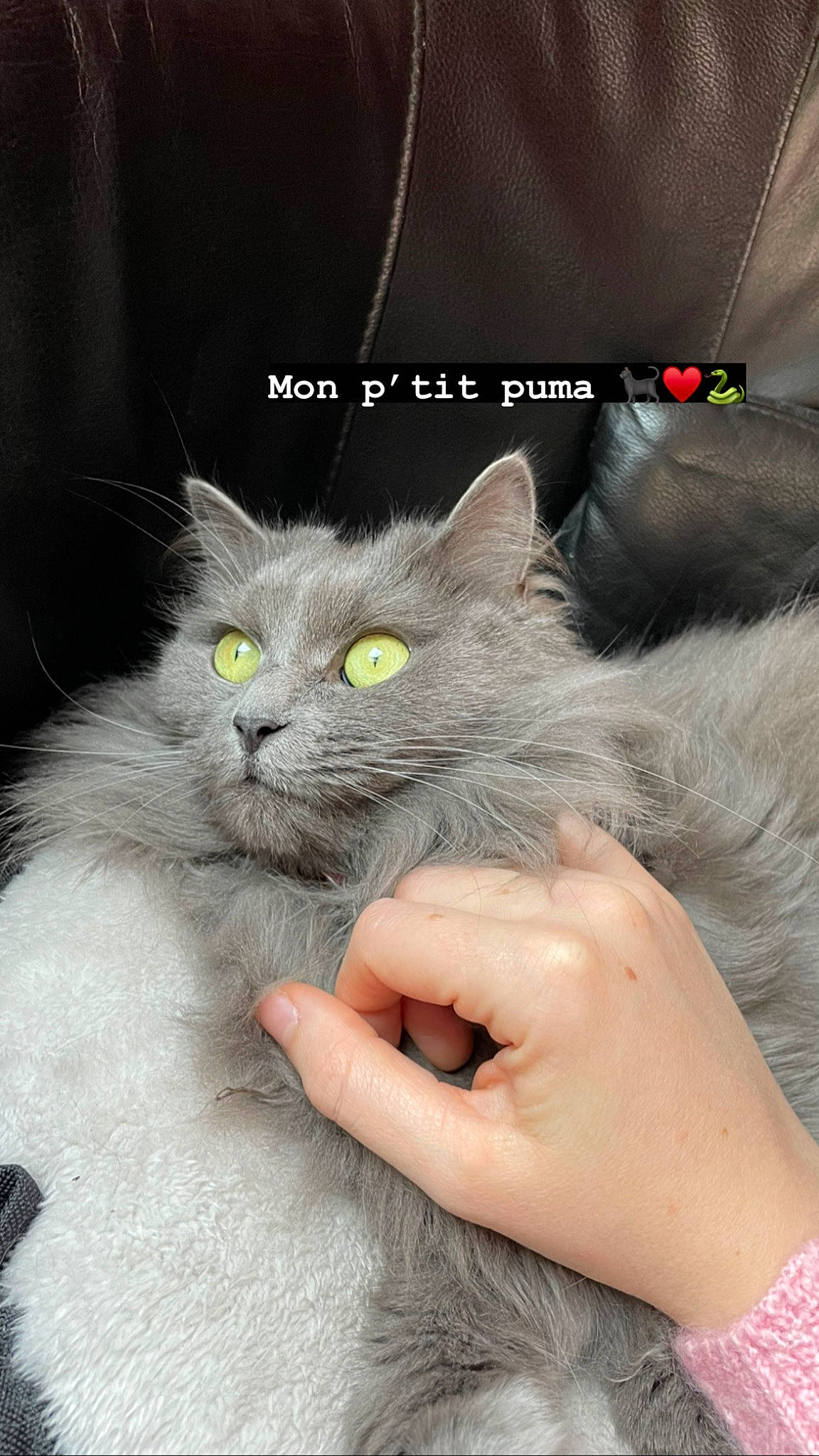 Olga participe au concours pour gagner de l'argent avec cette photo : carnivore, cat, domestic_short_haired_cat, felidae, fur, gesture, grey, mammal, nail, russian_blue, small_to_medium_sized_cats, vertebrate, whiskers
