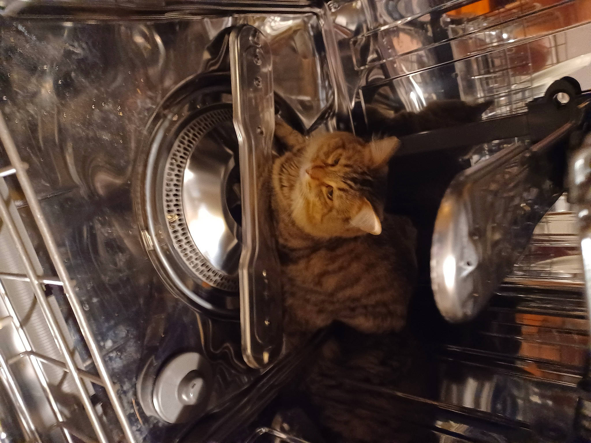 Ruby joined the competition — help win amazing prizes! auto_part, automotive_design, automotive_lighting, automotive_tire, automotive_wheel_system, carnivore, cat, clothes_dryer, felidae, headlamp, major_appliance, metal, motor_vehicle, rim, small_to_medium_sized_cats, spoke, tire, washing_machine, wheel, whiskers