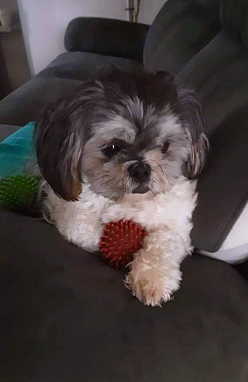 Pépite a rejoint le concours — aidez-le/la à gagner de superbes lots ! canidae, carnivore, companion_dog, dog, dog_breed, fur, liver, mal_shi, maltepoo, non_sporting_group, poodle_crossbreed, shih_poo, shih_tzu, small_terrier, snout, sporting_group, terrier, toy_dog, water_dog, working_animal