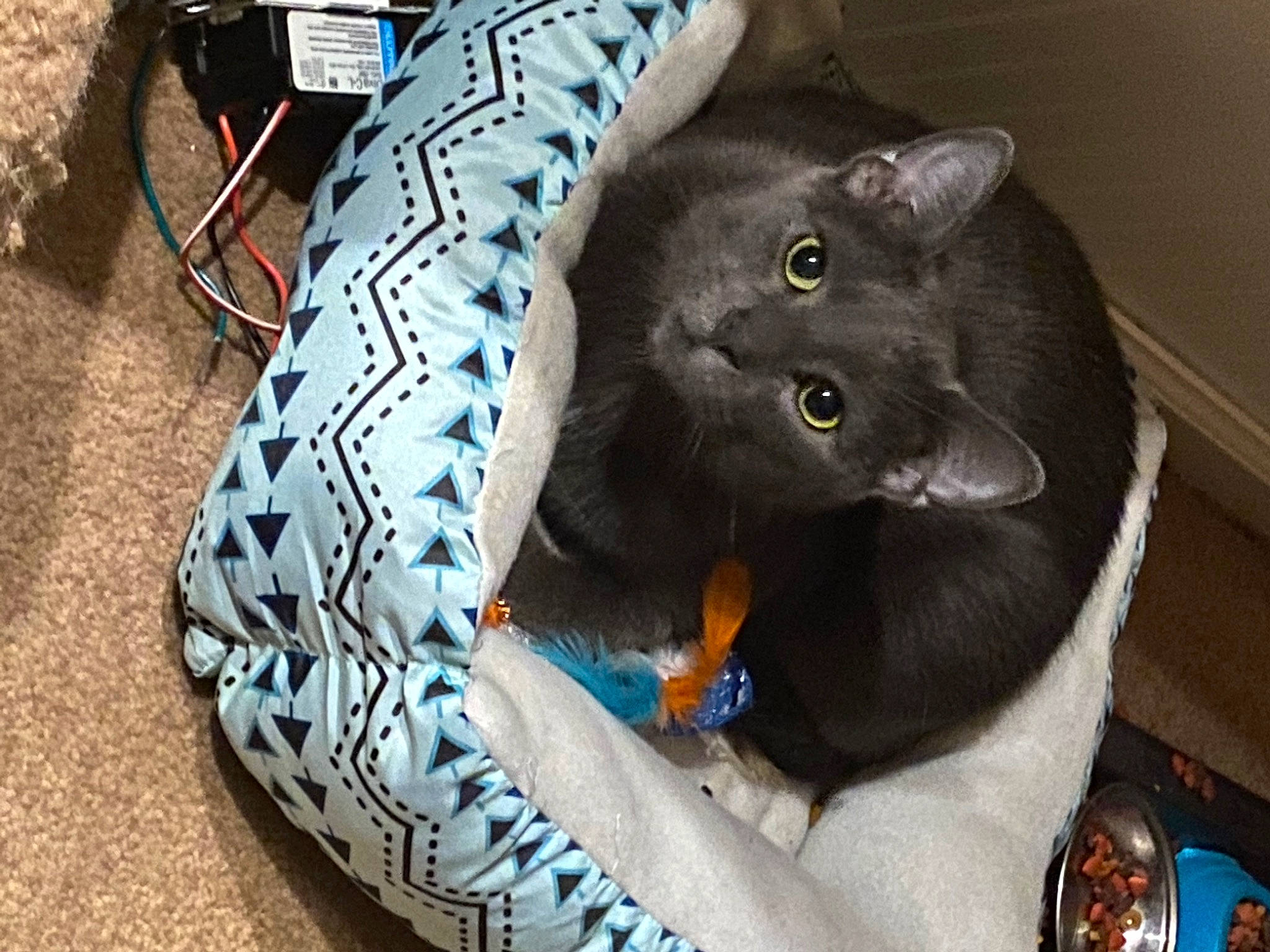 Zeppelin joined the competition — help win amazing prizes! black_cat, carnivore, cat, cat_supply, cat_toy, claw, comfort, domestic_short_haired_cat, electric_blue, felidae, fur, grey, human_leg, russian_blue, sitting, small_to_medium_sized_cats, snout, tail, thigh, whiskers