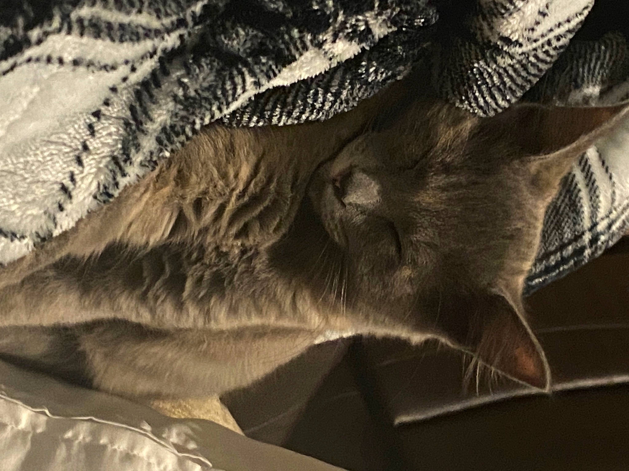 Cyrus is registered to the contest to win money with this photo: carnivore, cat, close_up, domestic_short_haired_cat, fang, felidae, fur, grey, monochrome, monochrome_photography, pattern, paw, small_to_medium_sized_cats, snout, tail, terrestrial_animal, whiskers, wildlife, wing, wood