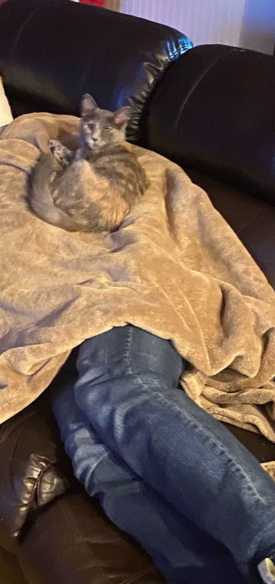 Cyrus joined the competition — help win amazing prizes! automotive_tire, carnivore, cat, comfort, denim, domestic_short_haired_cat, electric_blue, felidae, fur, grey, human_leg, musical_instrument, personal_protective_equipment, rock, sitting, small_to_medium_sized_cats, tail, terrestrial_animal, whiskers, wood