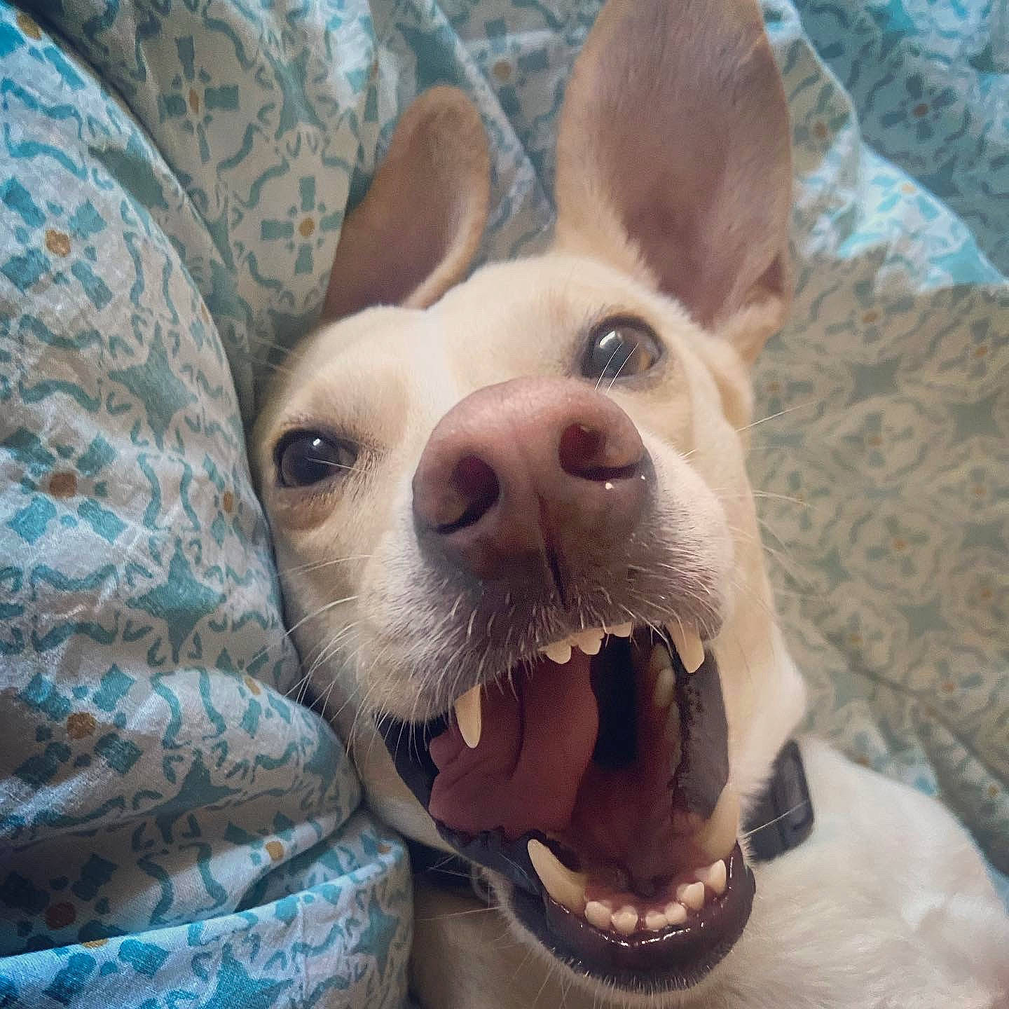 Leïa a rejoint le concours — aidez-le/la à gagner de superbes lots ! canidae, carnivore, close_up, comfort, companion_dog, dog, dog_breed, ear, fang, fawn, fur, happy, nose, selfie, smile, snout, sporting_group, terrestrial_animal, whiskers, working_animal