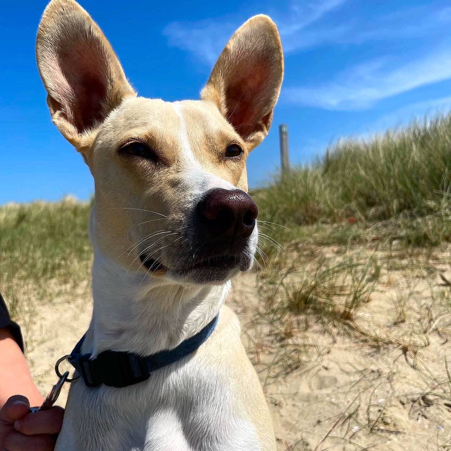 Leïa a rejoint le concours — aidez-le/la à gagner de superbes lots ! adventure, canidae, carnivore, cloud, collar, companion_dog, dog, dog_breed, dog_collar, fawn, grass, non_sporting_group, plant, sky, snout, sporting_group, terrestrial_animal, travel, whiskers, working_animal