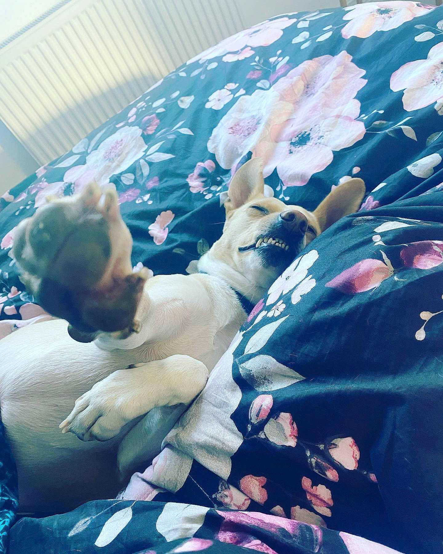 Leïa participe au concours pour gagner de l'argent avec cette photo : barechested, child, crowd, electric_blue, fawn, fictional_character, fun, fur, gesture, grass, happy, human_leg, leisure, linens, pattern, pink, recreation, selfie, toy, tree