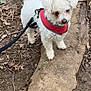 adventure, animal, canine, curious, curly_fur, cute, dog, dry_leaves, forest_floor, ground, leash, nature, outdoor, pet, red_harness, small_dog, tree_root, walking, white_dog, woodland
