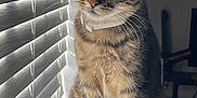 Pebbles is registered to the contest to win money with this photo: cat, tabby_cat, indoor, window_blinds, natural_light, pet, feline, striped_fur, whiskers, collar, curious, sitting, domestic_animal, closeup, tail, animal_portrait, cozy, serene, soft_light, house
