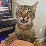 Pebbles is registered to the contest to win money with this photo: cat, tabby_cat, pet, animal, feline, whiskers, green_eyes, paws, person_arm, computer_screen, desktop, indoor, home, technology, streaming, blurred_background, close_up, curious, open_mouth, fur